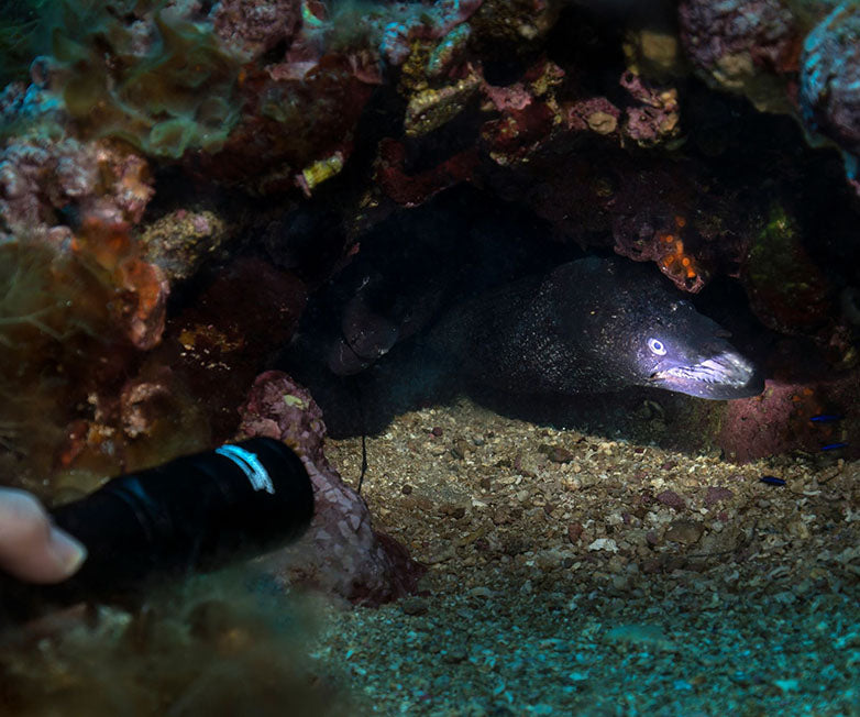 OrcaTorch D580 Dive Light Black 530L